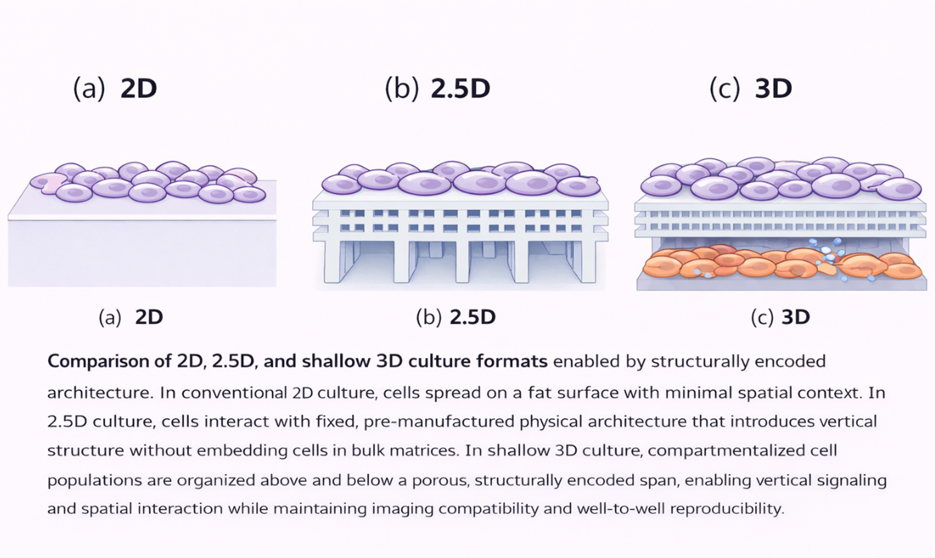 2.5D and 3D structured cultures